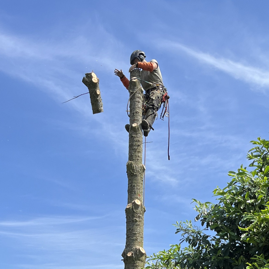 Démontage d’arbres