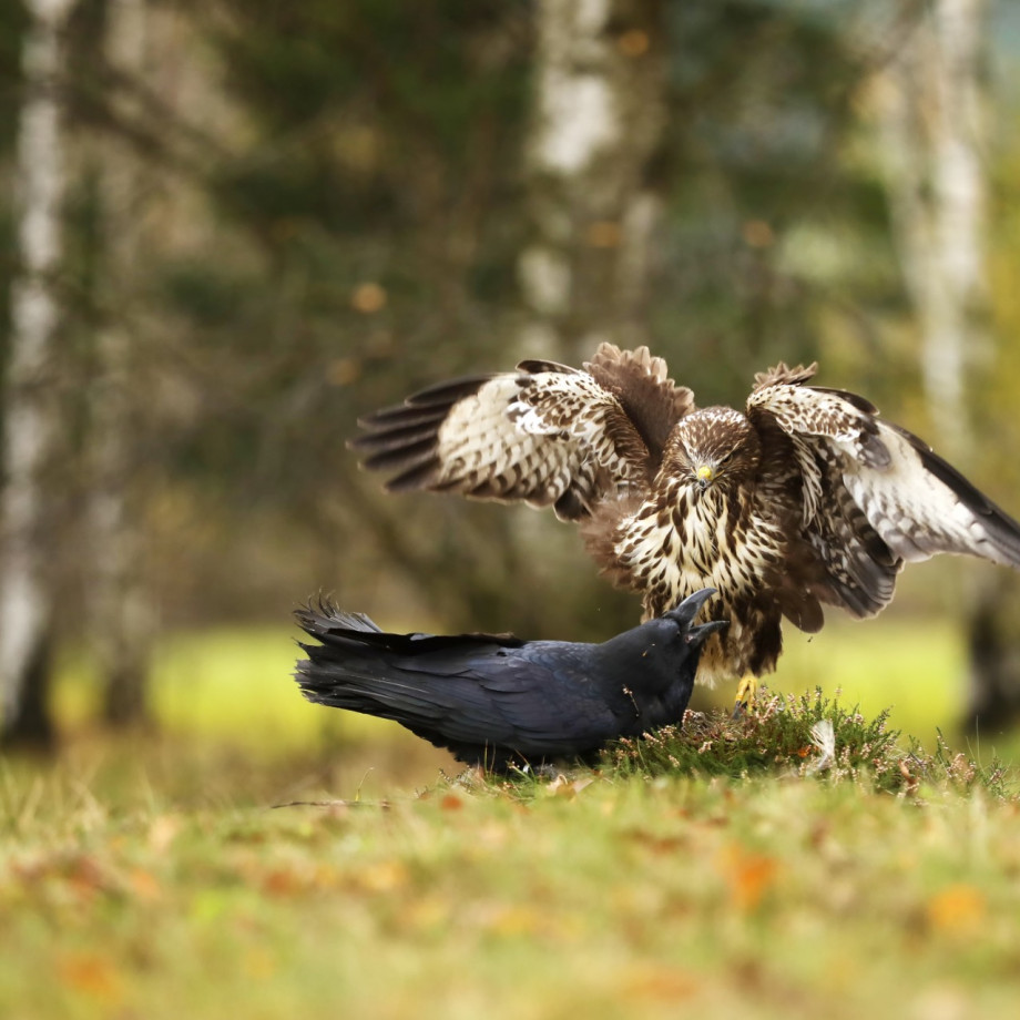 lutter efficacement contre les corvidés