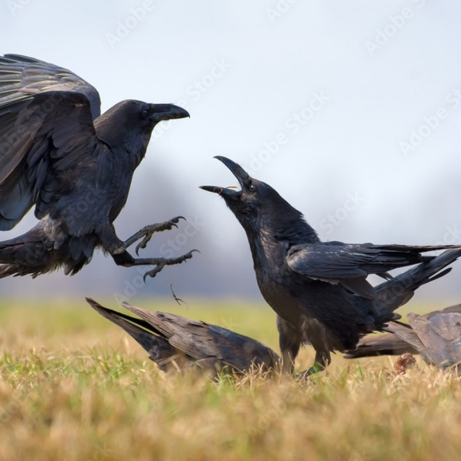 Lutte contre les corvidés