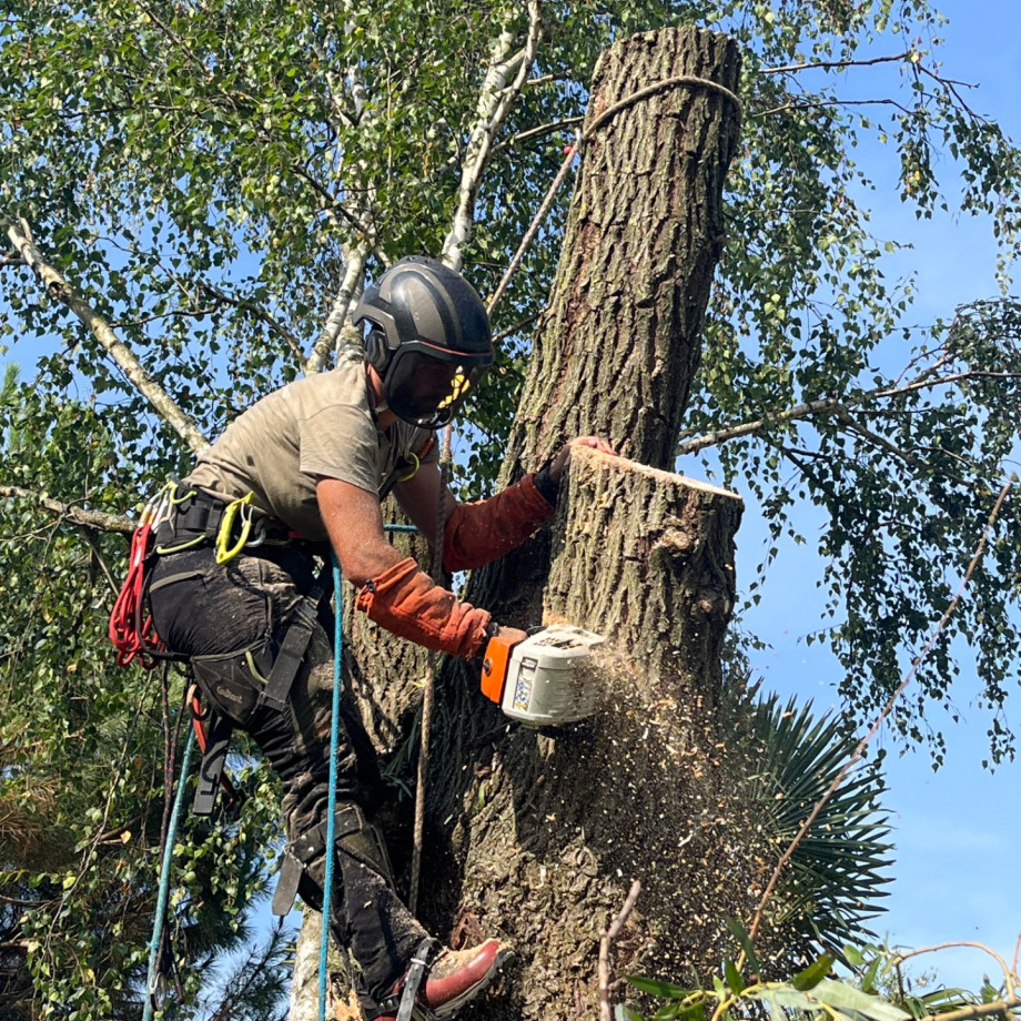 Démontage d’arbres