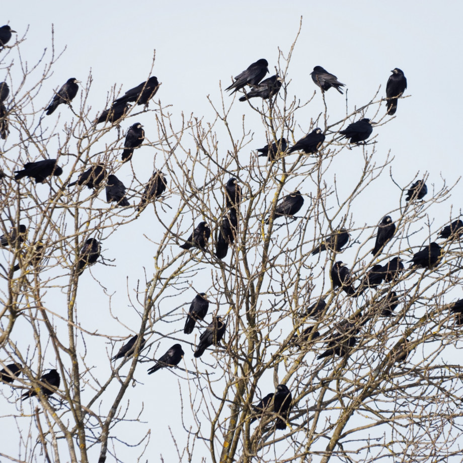 Régulation des corvidés