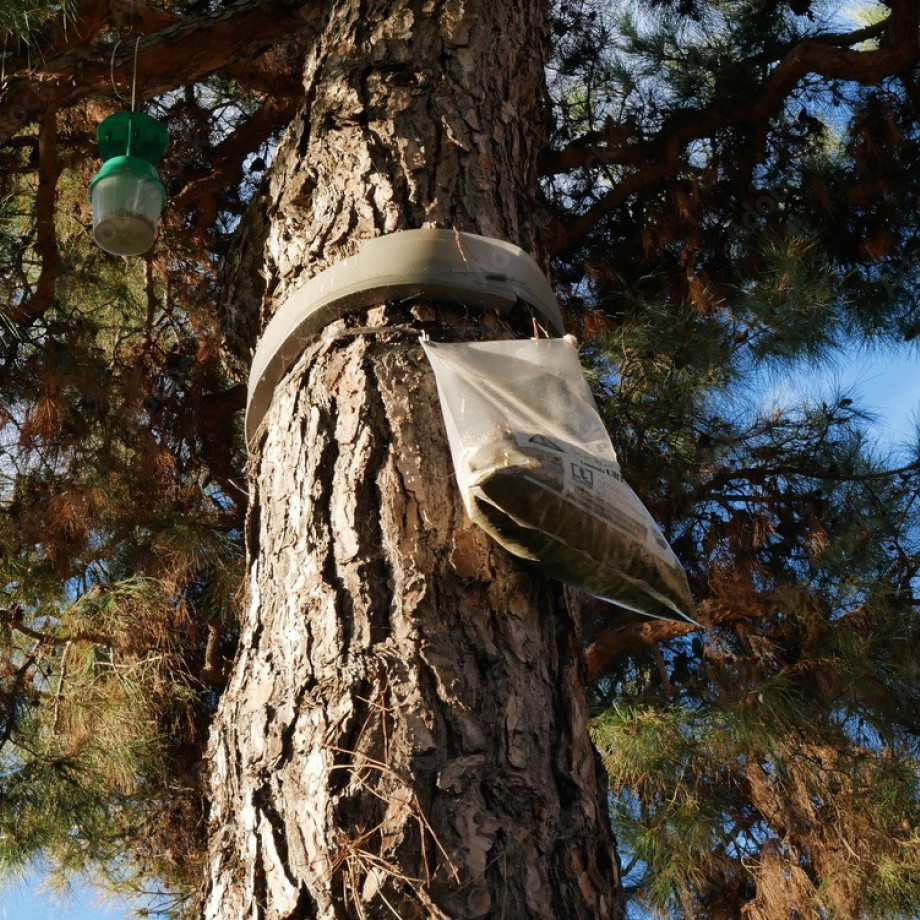 éliminer les chenilles processionnaires