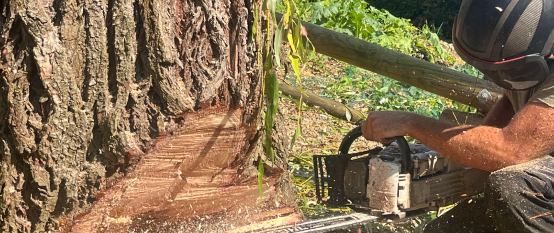 Entretien des arbres et lutte contre les nuisibles dans les arbres