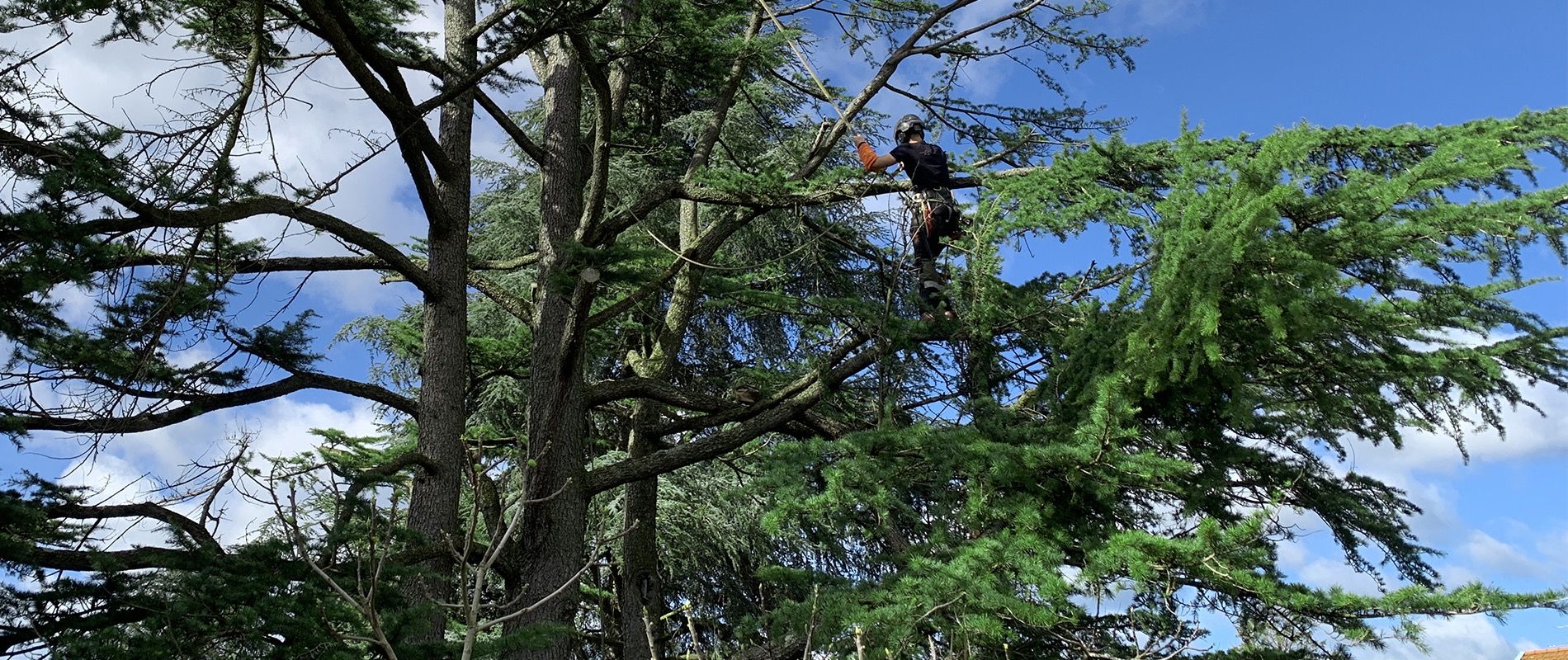 Entretien des arbres et lutte contre les nuisibles dans les arbres