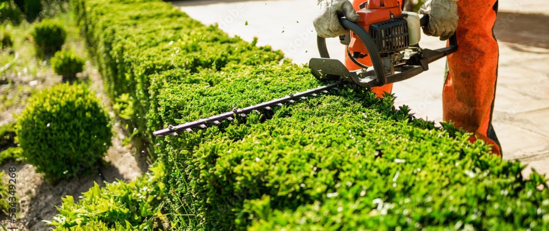 Entretien des arbres et lutte contre les nuisibles dans les arbres