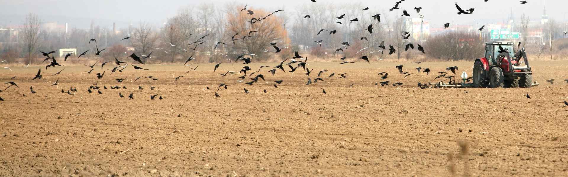 Lutte contre la nidification de corvidés