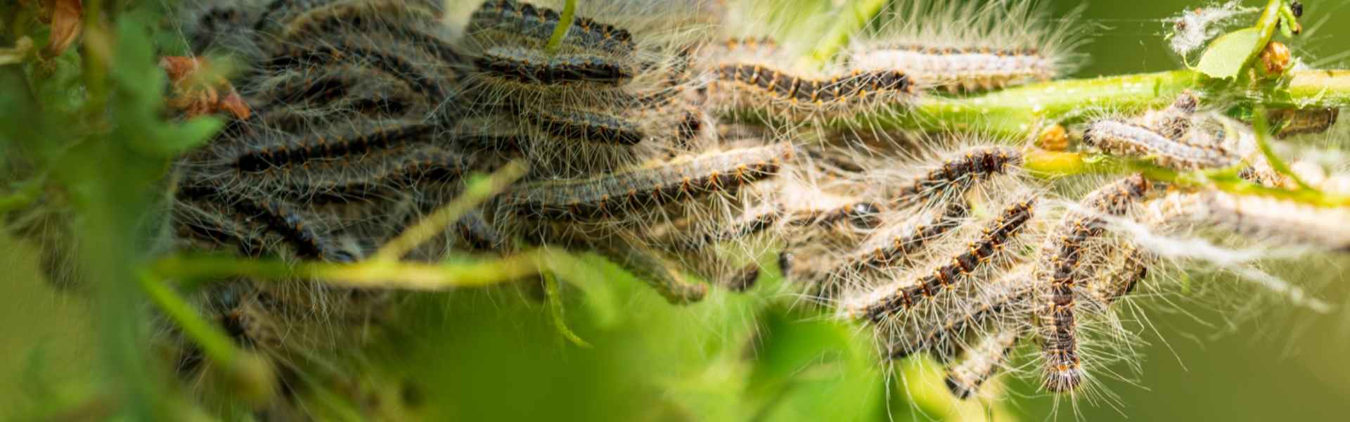 Lutte contre les chenilles processionnaires