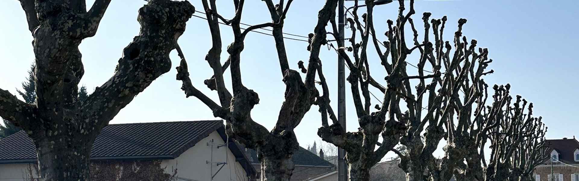 Taille ou Élagage d’arbres