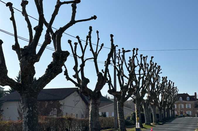 Taille d’un alignement en tête de chat de 18 platanes pour une commune du Rhône