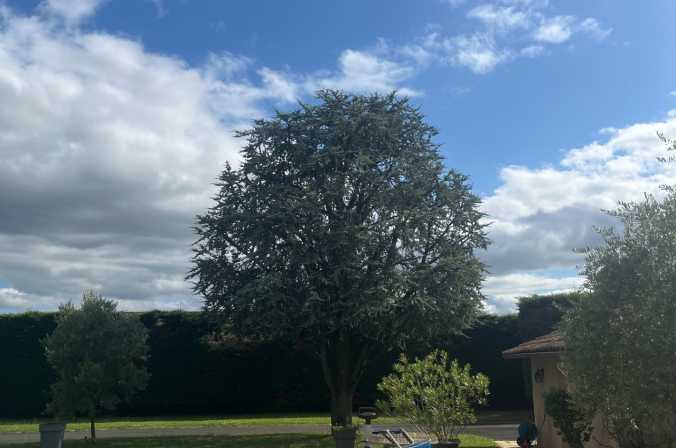 Réduction d’un cèdre à Belleville-en-Beaujolais pour un particulier