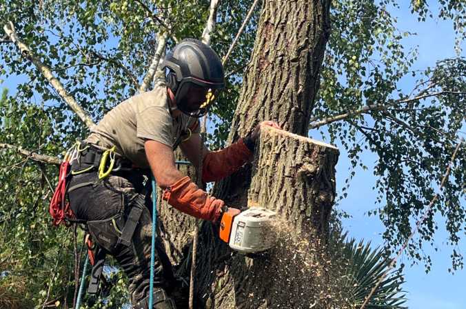 Abattage d’un saule pleureur pour un particulier a Arnas