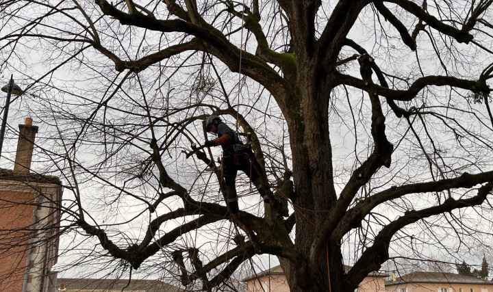 Réduction sur les anciennes coupes d’un tilleul pour des particuliers à Saint-George-de-Reneins