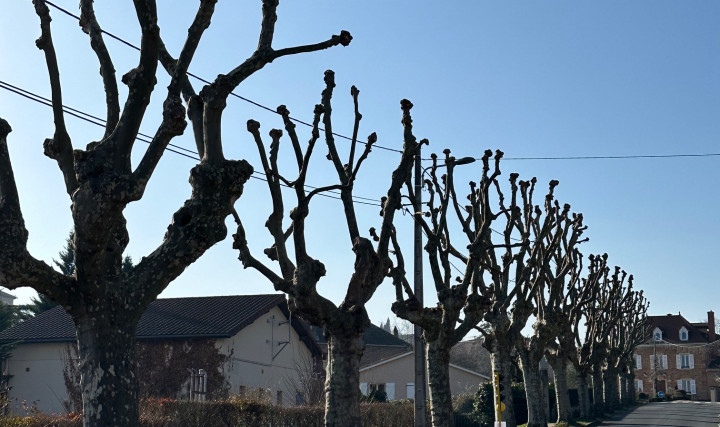 Taille d’un alignement en tête de chat de 18 platanes pour une commune du Rhône