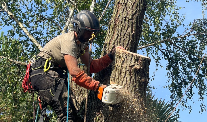 Abattage d’un saule pleureur pour un particulier a Arnas