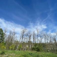 Dénidification des corbeaux freux pour la commune de Semur-en-Auxois Prestation : Solution anti-corbeaux