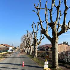 Taille d’un alignement en tête de chat de 18 platanes pour une commune du Rhône