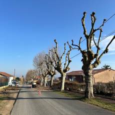 Taille d’un alignement en tête de chat de 18 platanes pour une commune du Rhône