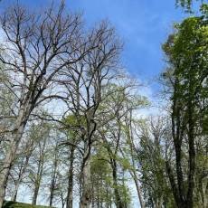 Dénidification des corbeaux freux pour la commune de Semur-en-Auxois Prestation : Solution anti-corbeaux