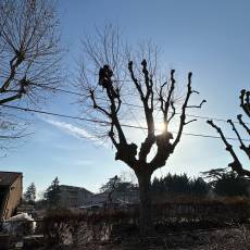 Taille d’un alignement en tête de chat de 18 platanes pour une commune du Rhône