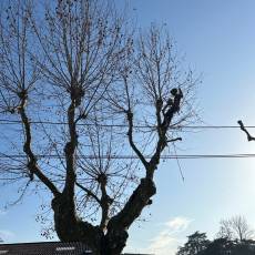 Taille d’un alignement en tête de chat de 18 platanes pour une commune du Rhône