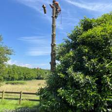 Abattage d’un cèdre de l’atlas et de deux lauriers pour un particulier à Arnas