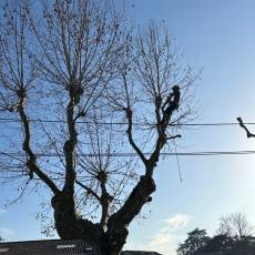 Taille d’un alignement en tête de chat de 18 platanes pour une commune du Rhône