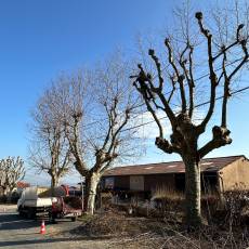 Taille d’un alignement en tête de chat de 18 platanes pour une commune du Rhône