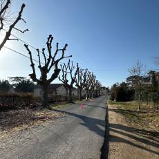 Taille d’un alignement en tête de chat de 18 platanes pour une commune du Rhône