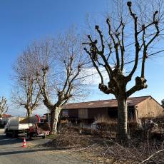 Taille d’un alignement en tête de chat de 18 platanes pour une commune du Rhône