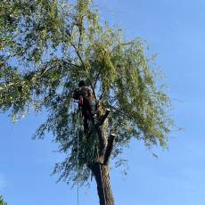 Abattage d’un saule pleureur pour un particulier a Arnas