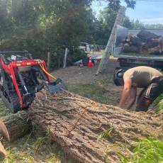 Abattage d’un saule pleureur pour un particulier a Arnas