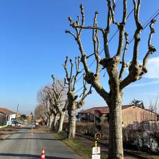 Taille d’un alignement en tête de chat de 18 platanes pour une commune du Rhône