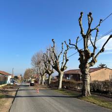 Taille d’un alignement en tête de chat de 18 platanes pour une commune du Rhône