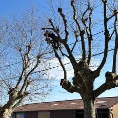 Taille d’un alignement en tête de chat de 18 platanes pour une commune du Rhône