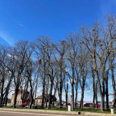 Dénidification des corbeaux freux pour la commune de Semur-en-Auxois Prestation : Solution anti-corbeaux