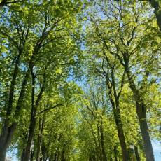 Dénidification des corbeaux freux pour la commune de Semur-en-Auxois Prestation : Solution anti-corbeaux