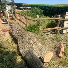 Abattage d’un saule pleureur pour un particulier a Arnas