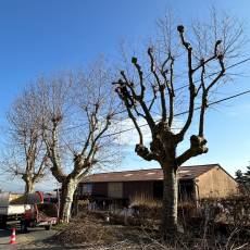 Taille d’un alignement en tête de chat de 18 platanes pour une commune du Rhône