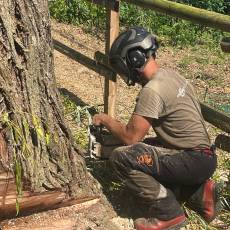 Abattage d’un saule pleureur pour un particulier a Arnas