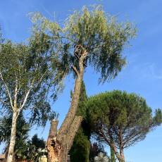 Abattage d’un saule pleureur pour un particulier a Arnas