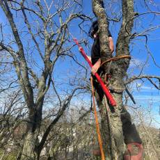 Dénidification des corbeaux freux pour la commune de Semur-en-Auxois Prestation : Solution anti-corbeaux