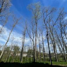 Dénidification des corbeaux freux pour la commune de Semur-en-Auxois Prestation : Solution anti-corbeaux