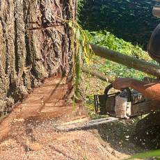 Abattage d’un saule pleureur pour un particulier a Arnas